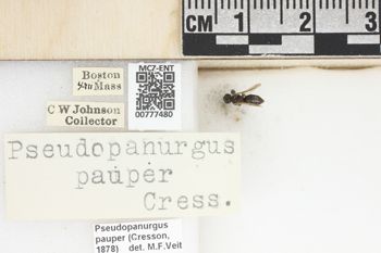 Media type: image;   Entomology 777480 Aspect: Labels